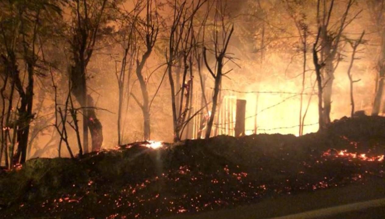 Balıkesir’de yol kenarındaki ağaçlar yandı