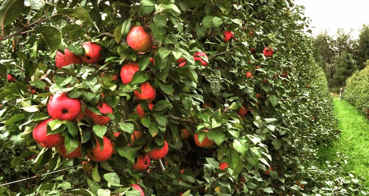 Elma deyip geçme, 7 binden fazla çeşidi var ve Michelin yıldızlı şeflerin tek tercihi ise bu…