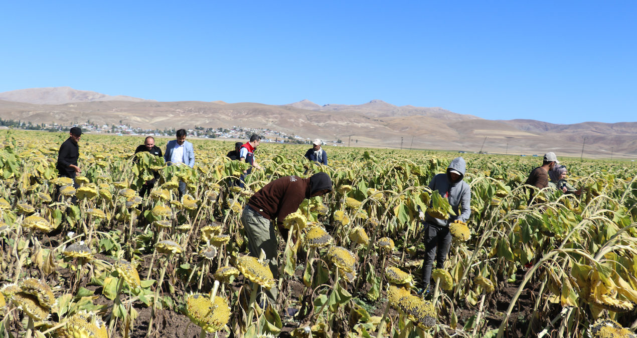 Kuraklık hasadı vurdu, dev zam kapıda