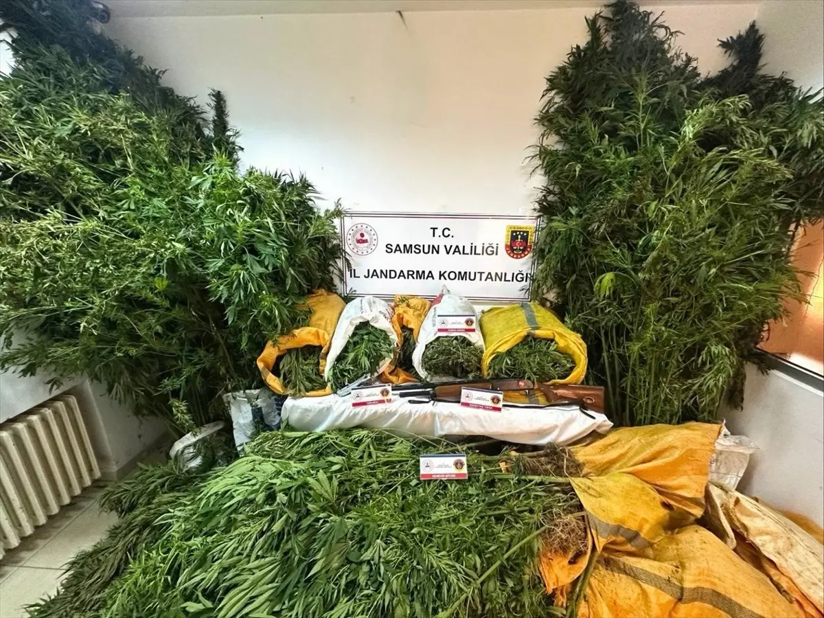 Samsun’da Kenevir Operasyonu: Baba ve Oğul Tutuklandı