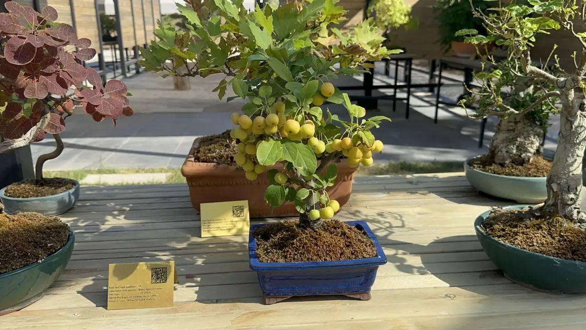Yalova Bonsai Müzesi’ni 9 Bin Kişi Ziyaret Etti