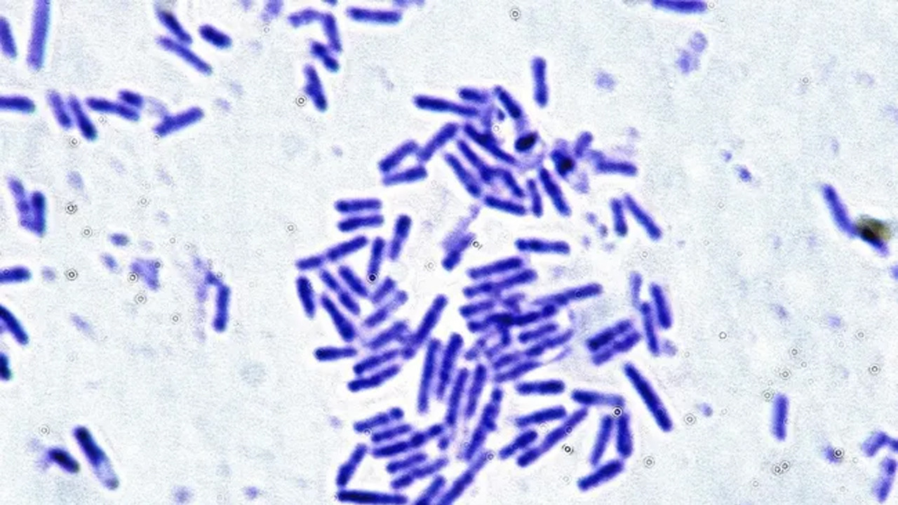 Astronotlar için umut veren keşif: Mikroorganizmaların uzay direnci kanıtlandı