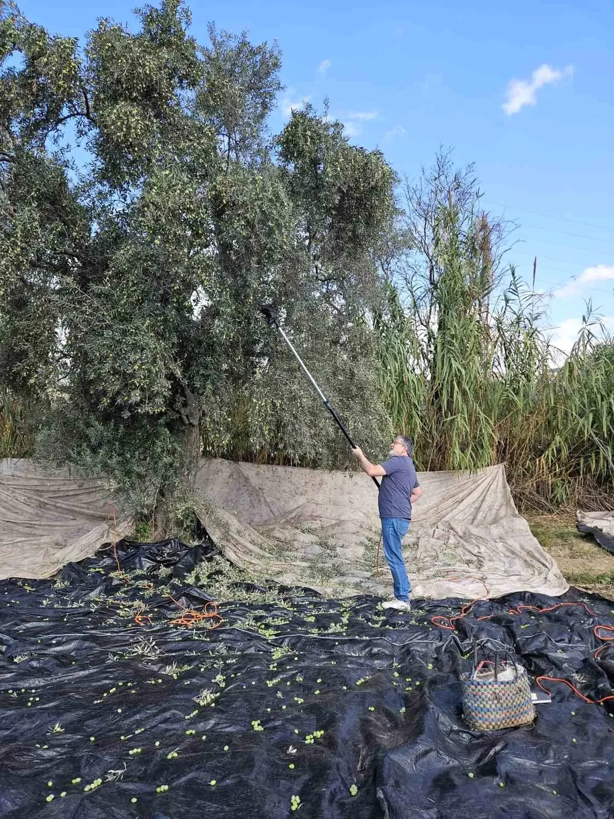 Aydın’da Zeytin Hasadı Başladı