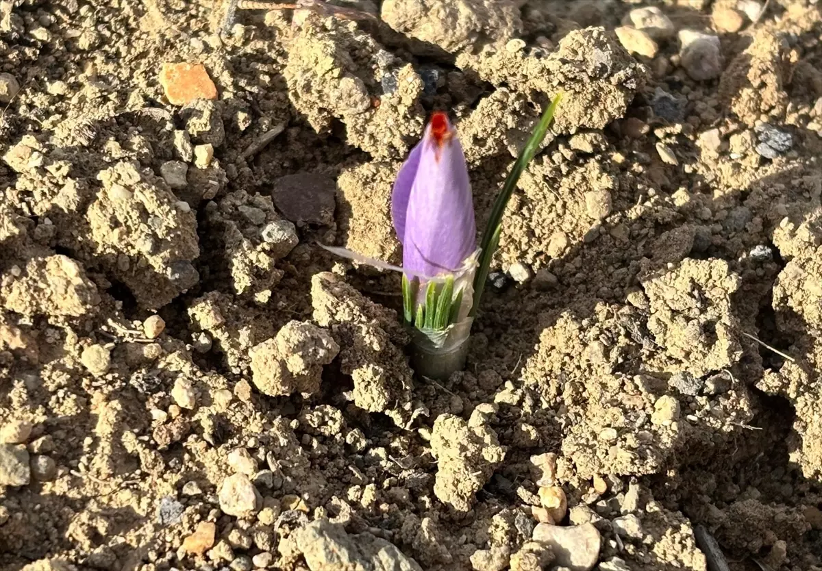 Kırşehir’de Safran Yetiştiriciliği Denemesi