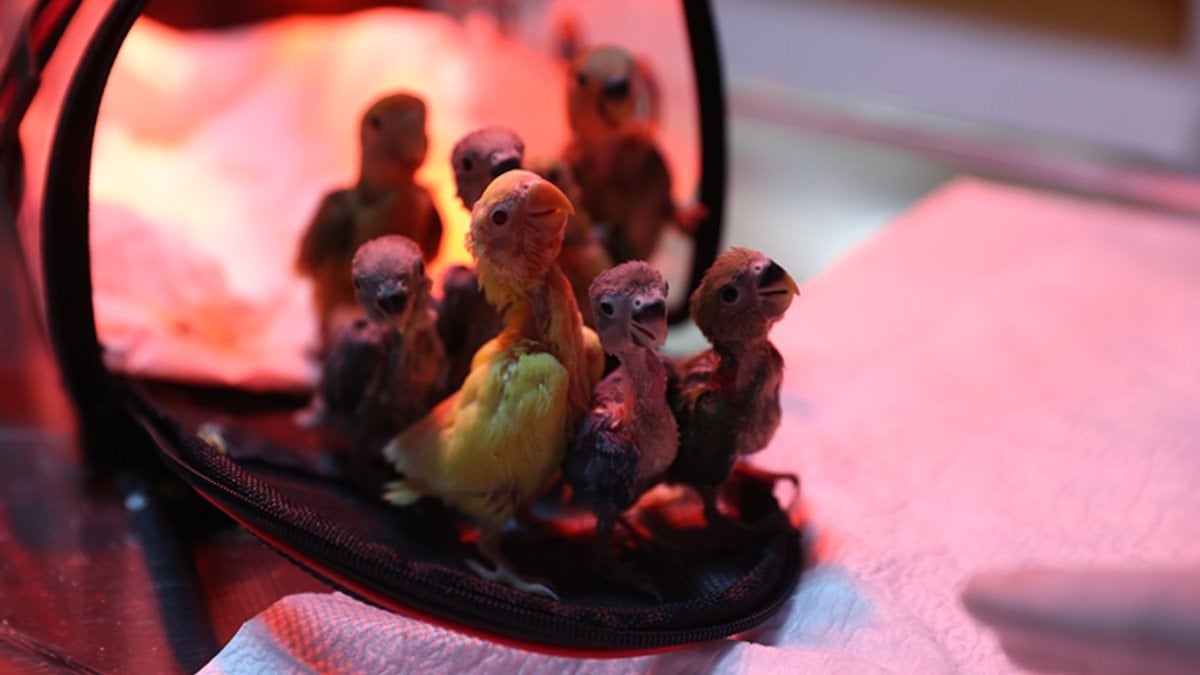 Antalya’da el konulan cennet papağanı yavruları, Doğal Yaşam Parkında hayata tutunuyor