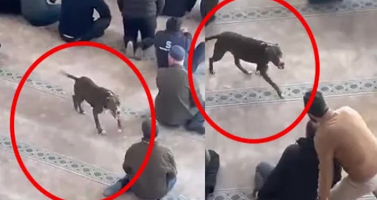 Camide panik: Pitbull cemaatin arasına daldı!