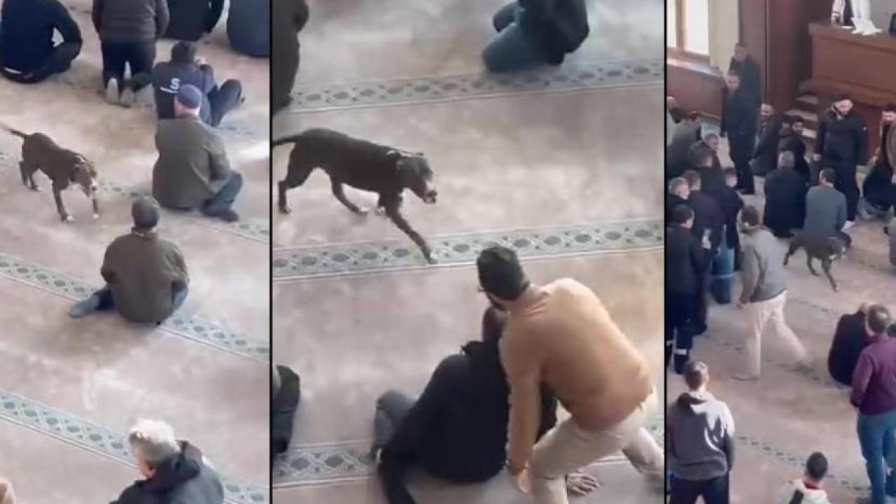 Camiye giren pitbull yakalandı, sahibi hakkında karar