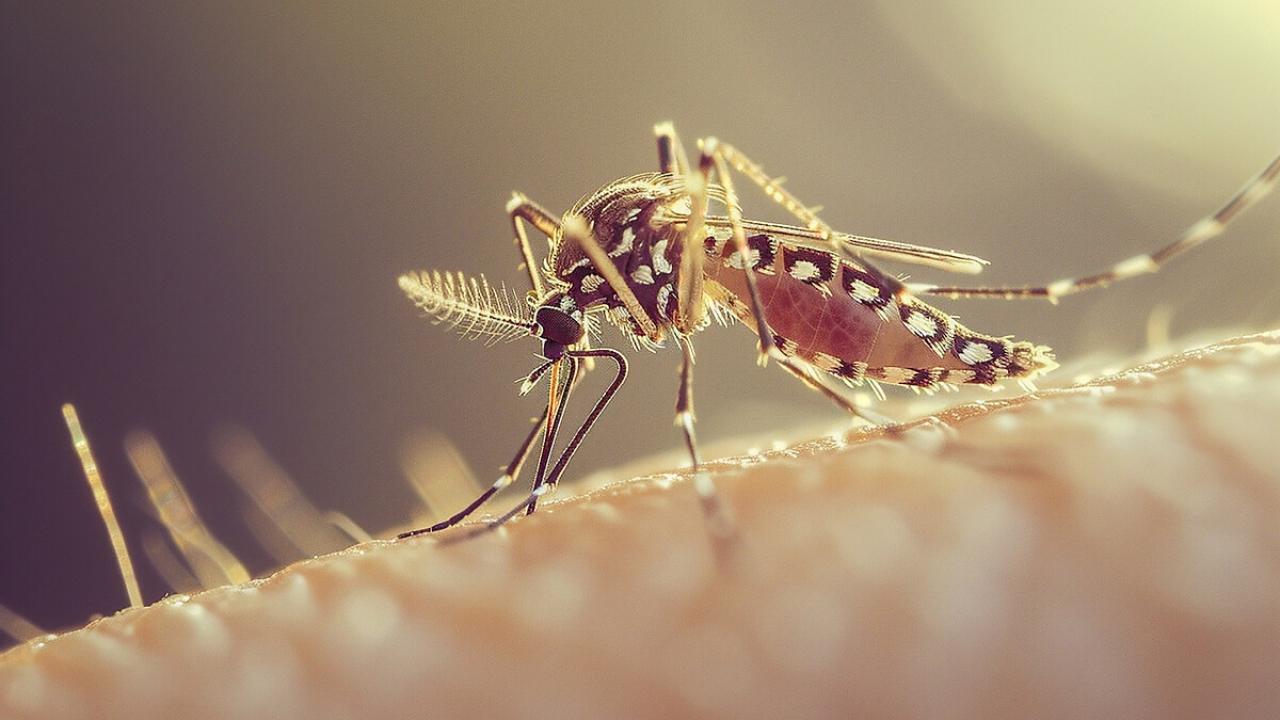 Küba’da sivrisinek kabusu! 33 kişi öldü