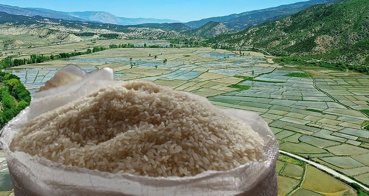 Tosya pirinci tarihe karışacak