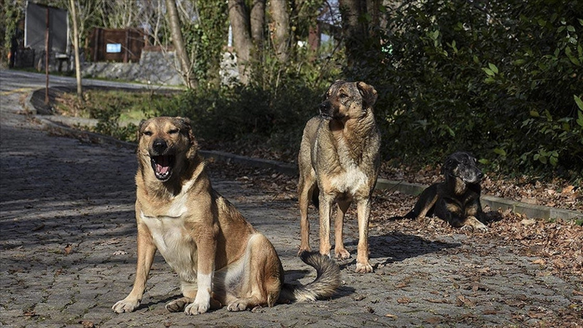Bakan Çiftçi, 51 İl’de Sokak Köpekleri Toplama Verilerini Açıkladı