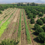 Tarlada hasat basladi kilosu 150 tlden satiliyor uretici isci bulamiyor qaxWRSv4